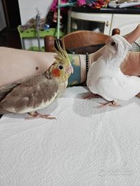 Pulli calopsite albine