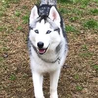 Husky disponibile per monta