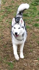 Husky disponibile per monta