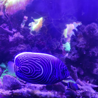 Pomacanthus Imperator