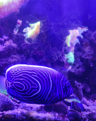 Pomacanthus Imperator