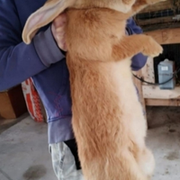 Conigli giganti delle fiandre fulvo in assoluta pu