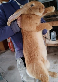 Conigli giganti delle fiandre fulvo in assoluta pu