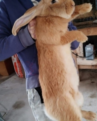 Conigli giganti delle fiandre fulvo in assoluta pu
