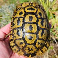 1.1 Testudo graeca nab.(Sardegna) Cites fonte C