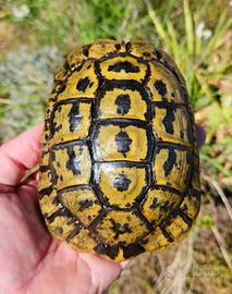 1.1 Testudo graeca nab.(Sardegna) Cites fonte C