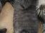 Immagine 3