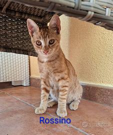 Rossino gattino 3 mesi