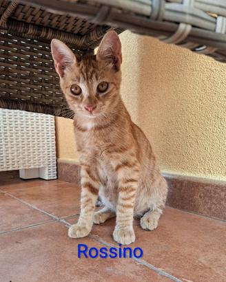 Rossino gattino 3 mesi
