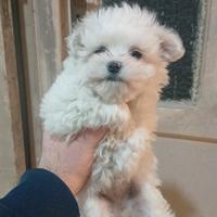 Cucciola di maltese toy