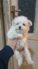 Cucciola di maltese toy