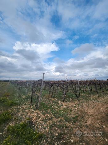 Terreno agricolo