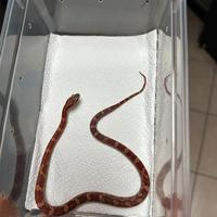 Baby serpenti del grano (Elaphe Guttata)