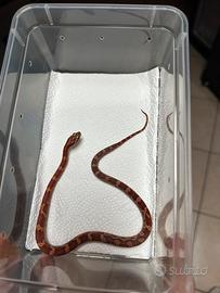 Baby serpenti del grano (Elaphe Guttata)