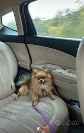 Spitz pomerania Toy