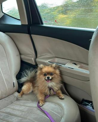 Spitz pomerania Toy