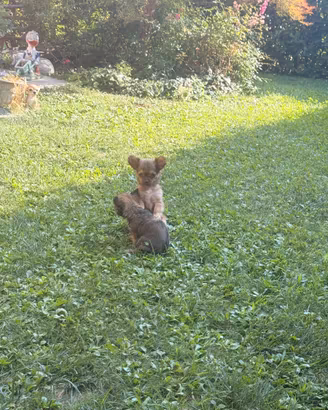 Cucciolo di chihuahua