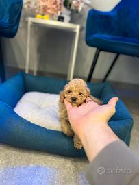 Barboncino mini albicocca