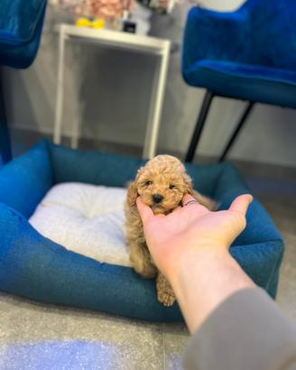 Barboncino mini albicocca