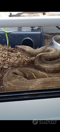 Boa locality dwarf