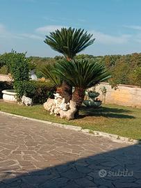 cycas revuluta