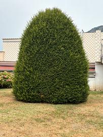 Imbianchino giardiniere muratore tutto fare