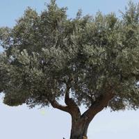 Alberi di Ulivo "Secolari"