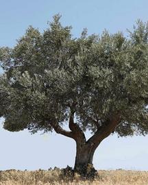 Alberi di Ulivo "Secolari"