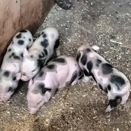 Maialini mini pig