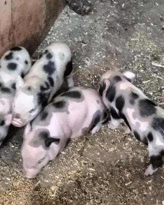 Maialini mini pig