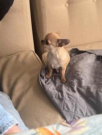 Chihuahua maschietto