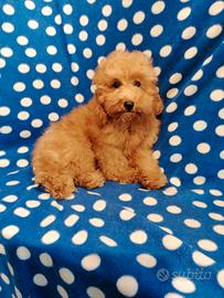 Barboncino Toy cucciolo maschio