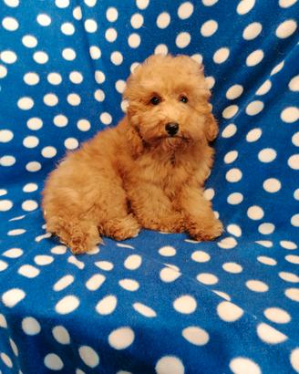 Barboncino Toy cucciolo maschio