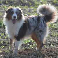Pastore australiano/australian sheperd
