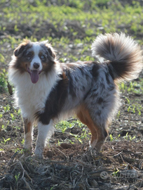 Pastore australiano/australian sheperd