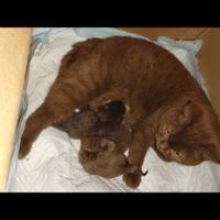 Cuccioli British shorthair chocolate e cinnamon