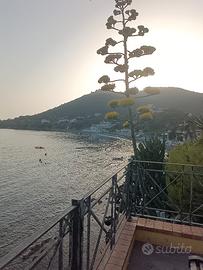 Ogliastro Marina - Punta Licosa beach disponibile