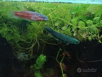 Betta antuta