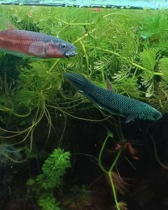 Betta antuta