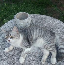 gattino dolcissimo 