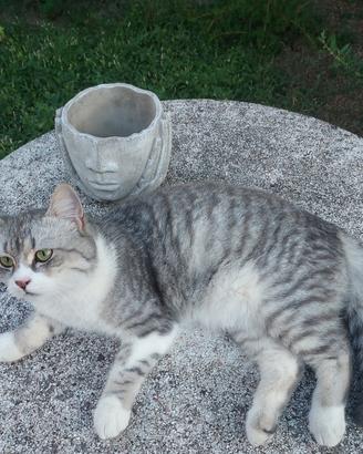 gattino dolcissimo 