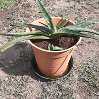 Pianta di aloe maculata e suprafoliata 