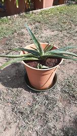 Pianta di aloe maculata e suprafoliata 