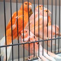 Vari canarini e cocorite e ibridi