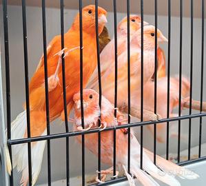 Vari canarini e cocorite e ibridi