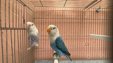 Giovane Opalino cobalto blu