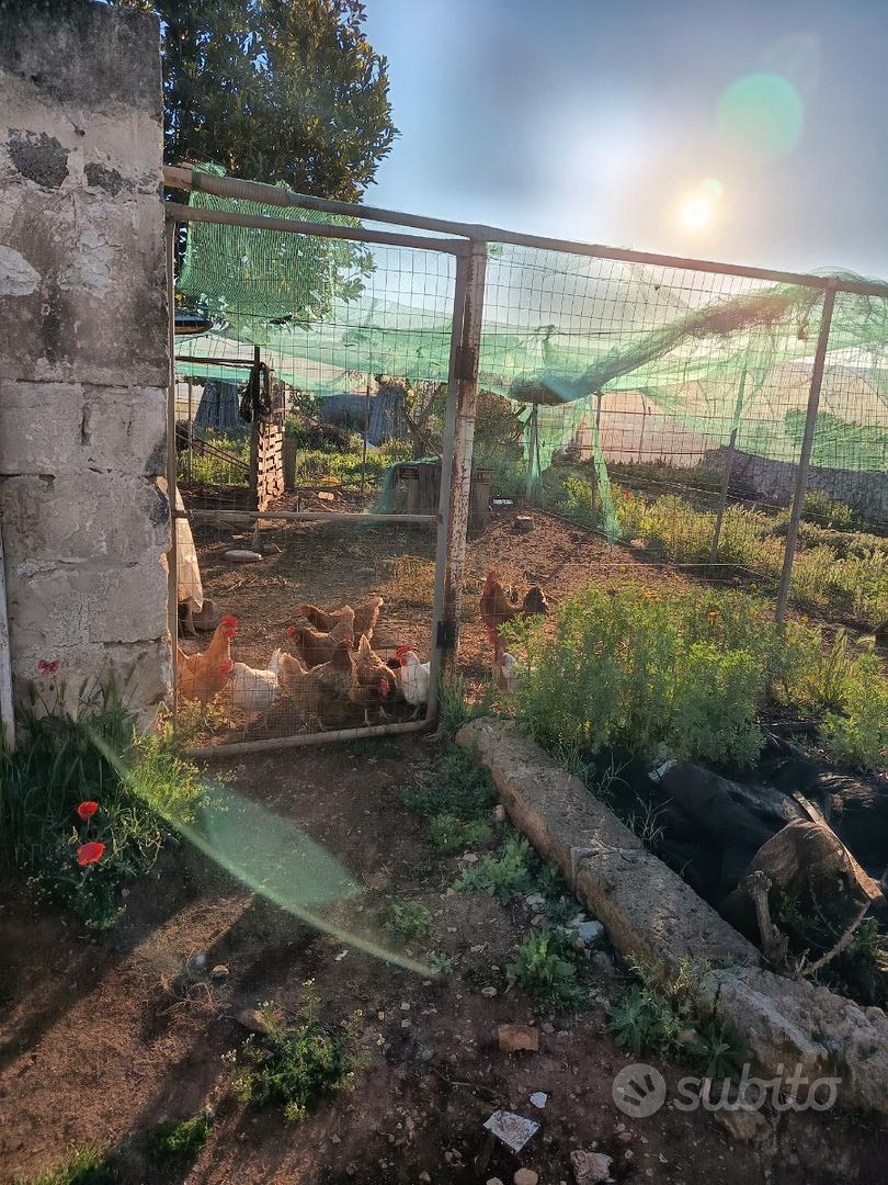 Vendita az.agricola - Altro