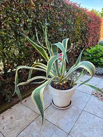 pianta di agave