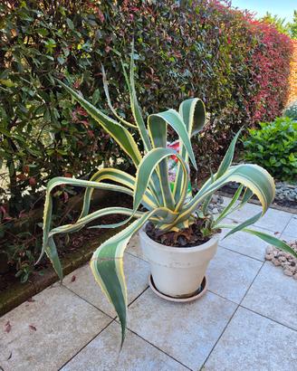 pianta di agave