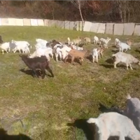 48 capretti sardo maltesi in blocco 4000